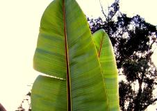 banana leaf