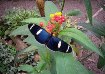 blue butterfly