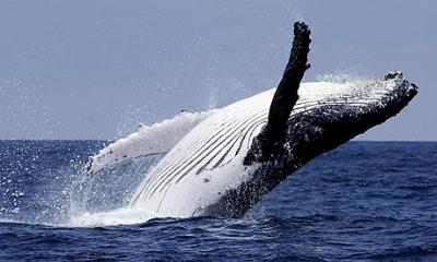 Humpback Whale Humpback Whale