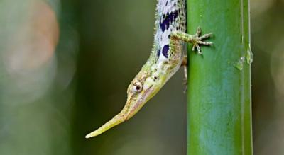 Pinocchio Lizzard Mindo Cloud Forest Pinocchio Lizzard Mindo Cloud Forest