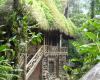 cloud forest hut