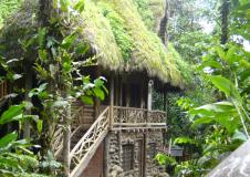 cloud forest hut